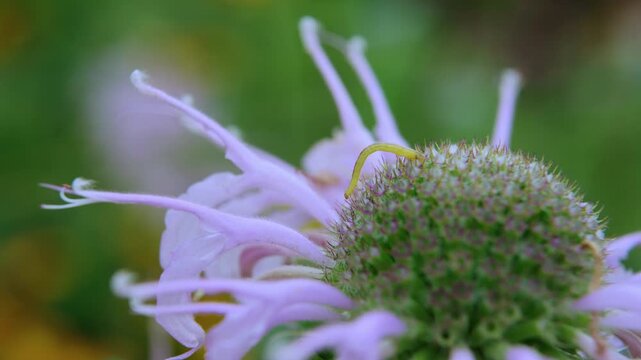 Inchworm on Wild Bergamot flower in Central Park, NYC