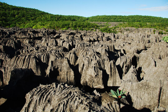 Madagascar, National Park of Ankarana, Tsingy spike rocks amid the green forest