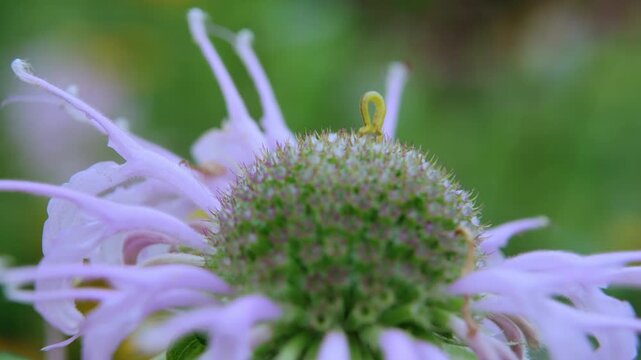 Wild Bergamot flower in Central Park NYC with Inchworm crawling on top