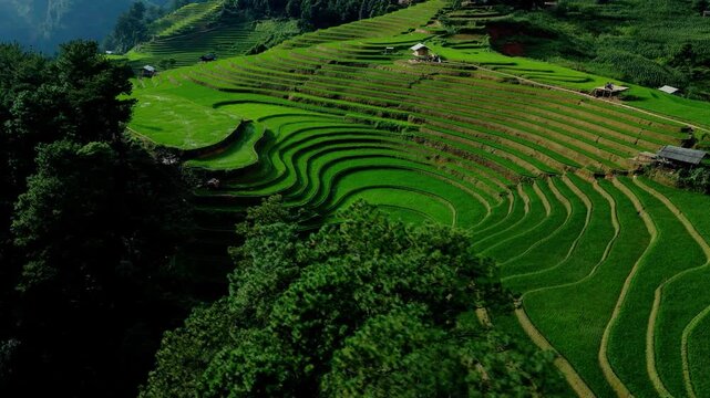 Iconic landscape. Surreal landscape with layers of terraces with shadow and light late afternoon. The most photogenic paddy fields in South East Asia. Aerial rotate.