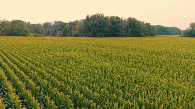 Rows of mature corn stretch toward a distant tree line as the drone pushes back in warm evening light, useful for agriculture, farming, or rural landscape themes.