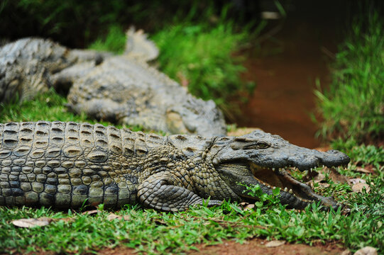 Madagascar, Andasibe, Vakona Forest Lodge, Crocodile Farm, crocodile with open mouth