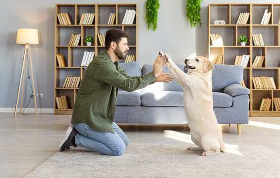 Man and dog retriever training indoor at home. Owner kneels on carpet as the retriever gives high five, practicing obedience and responding to a clear command indoors. Core idea: trust and fun.