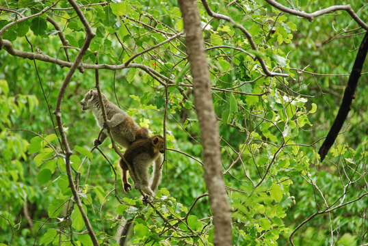 Madagascar, National Park of Ankarana, mother and baby crowned lemur jumping from tree to tree (Eulemur coronatus)