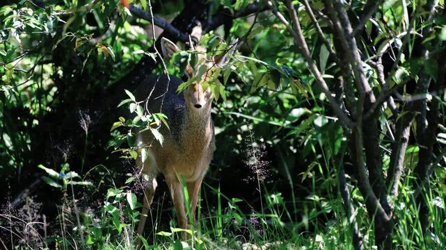 Dikdik standing among bushes in Masai Mara National Reserve, Kenya, showing a small African antelope in its natural savanna habitat