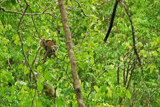 Madagascar, National Park of Ankarana, mother and baby crowned lemur jumping from tree to tree (Eulemur coronatus)