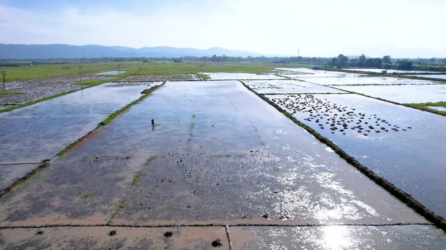 Farmer standing in flooded paddy plots with planted seedling rows reflects hands on farming life in Junbeel, Assam, India, North East India.