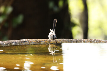 Long-tailed tit taking a bath © toritori_moumou
