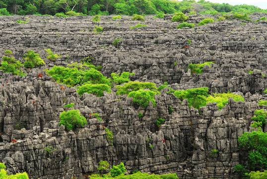 Madagascar, National Park of Ankarana, Tsingy spike rocks amid the green forest