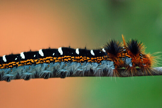 Madagascar, National Park of Ankarafantsika, close-up on moth caterpillar (Borocera), Lasiocampidae.