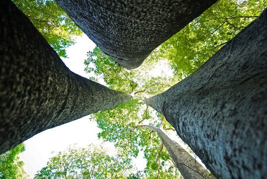 Madagascar, National Park of Ankarafantsika, low angle view of baobab tree