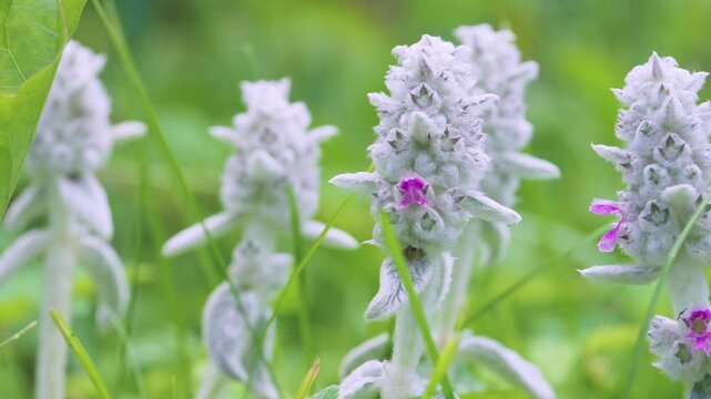 Series of close-up woolly white flower spikes with dense downy bracts and occasional small magenta corollas set in shallow grassy meadow