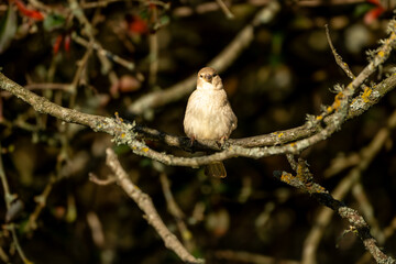 small bird  © T H M Visuals 