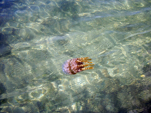 Madagascar, Tulear, Ifaty, close-up on jellyfish