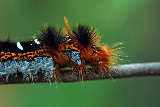 Madagascar, National Park of Ankarafantsika, close-up on moth caterpillar (Borocera), Lasiocampidae.