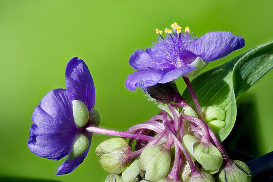 Blue flowers and flower buds of Tradescantia sp. plant.
