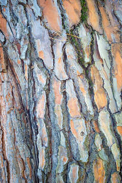 Close up of tree bark with rustic orange and gray stone pine trunk surface details
