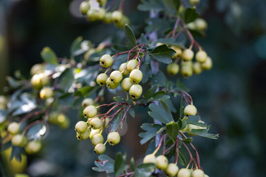 Ripening hawthorn berries (Crataegus monogyna) growing on a branch with green leaves, photographed with shallow depth of field in natural woodland light.