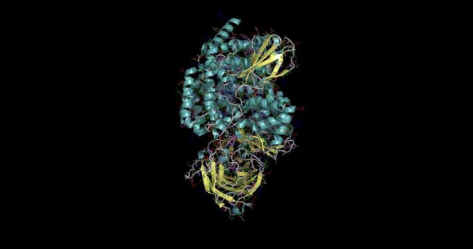 ERAP2 (Endoplasmic reticulum aminopeptidase 2), enzyme vital for regulating antigen presentation in autoimmune diseases and immune modulation, 3D molecule 4K spinning
