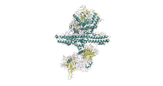 Clostridium botulinum neurotoxin type B, 3D model 4K