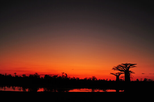 Madagascar, Morondava, Baobab Alley, view on Adansonia Grandidieri at sunset