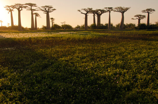 Madagascar, Morondava, Baobab Alley, view on Adansonia Grandidieri at sunset