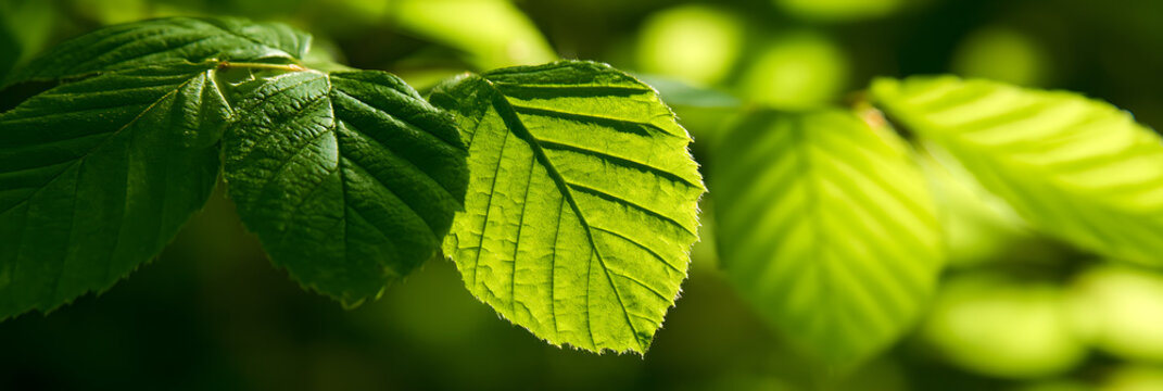 sage green leaves