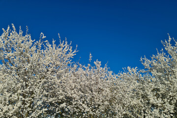 long row of cherry trees blooming with thousands of white cherry blossoms in dark blue clear sky on a spring day © AE & mekke