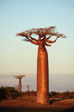 Madagascar, Morondava, Baobab Alley, view on Adansonia Grandidieri at sunset