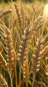 Golden wheat field closeup spike ear grain agriculture nature farm harvest organic cereal crop summer sunlight warm landscape tranquil rural scene natural background