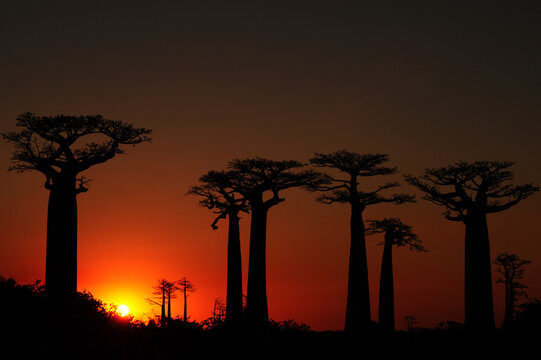 Madagascar, Morondava, Baobab Alley, view on Adansonia Grandidieri at sunset