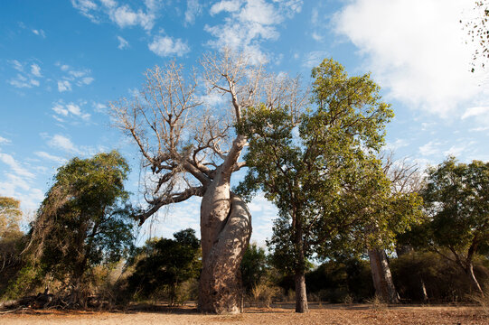 Madagascar, Morondava, Baobab Alley, view on lovers baobab (Adansonia Grandidieri)- le Baobab Amoureux
