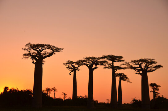 Madagascar, Morondava, Baobab Alley, view on Adansonia Grandidieri at sunset