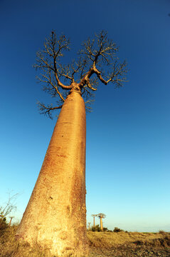 Madagascar, Morondava, Baobab Alley, view on Adansonia Grandidieri