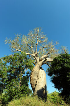 Madagascar, Morondava, Baobab Alley, view on lovers baobab (Adansonia Grandidieri)- le Baobab Amoureux