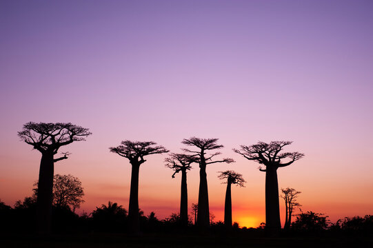 Madagascar, Morondava, Baobab Alley, view on Adansonia Grandidieri at sunset