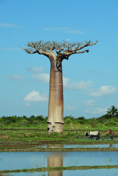 Madagascar, Morondava, Baobab Alley, view on Adansonia Grandidieri and man working in the field