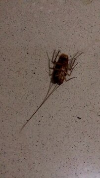 A moving cockroach lying on its back on a tiled floor surface.