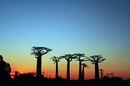 Madagascar, Morondava, Baobab Alley, view on Adansonia Grandidieri at sunset