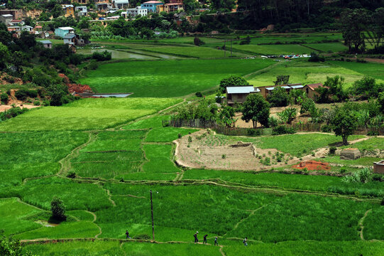 Madagascar, Fianarantsoa, rice fields in the middle of the city