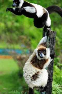 Madagascar, Andasibe, ile aux lemuriens, jumping Black & White Ruffed Lemurs (Varecia variegata species : variegata, editorum & subcincta