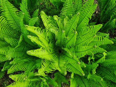 fern bush with starlike shape of green fresh leaves