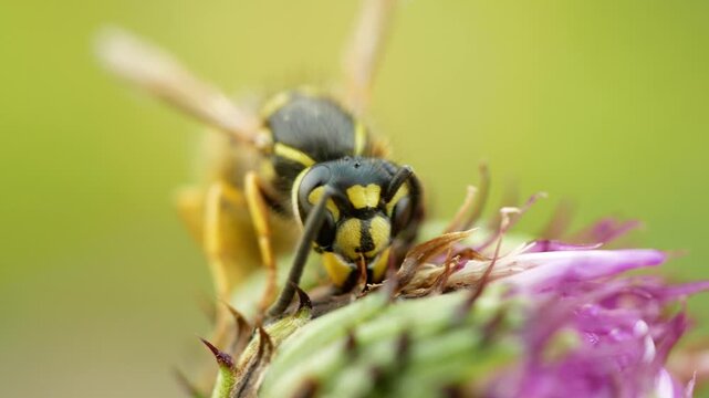 Common wasp Vespula vulgaris macro closeup germanica paravespula vulgaris species eusocial vespid European wasp yellow jacket perched on a blooming purple thistle bud flower thistle genus Cirsium