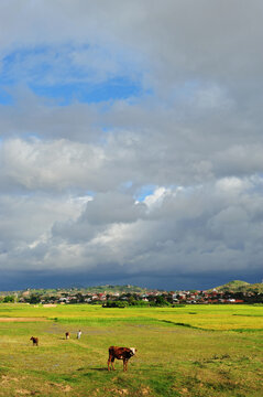 Madagascar, Antananarivo, green rice paddies under the clouds