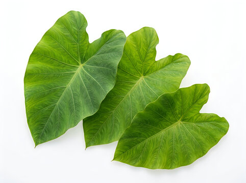 Three vibrant green taro leaves arranged in a diagonal pattern, showcasing their heartshaped structure and intricate vein patterns, isolated on white background