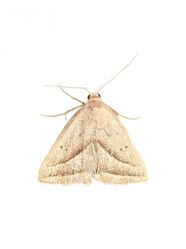 Slant-lined owlet moth, Macrochilo absorptalis, isolated on white background