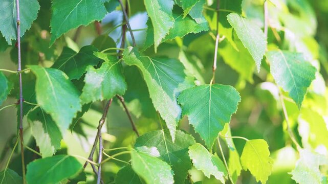 Close-up panoramic motion shot of overlapping green deciduous leaves and thin brown twigs backlit from upper right, producing translucent leaf glow, bright highlights