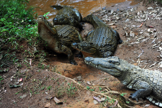 Madagascar, Andasibe, Vakona Forest Lodge, Crocodile Farm, crocodile looking for food