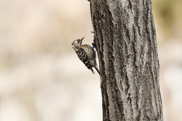 Obraz premium A Japanese pygmy woodpecker climbing a tree