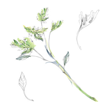 Celery, lovage leafy culinary herbs, chervil, parsley garden aromatic plants. Fine foliage, edible leaves. Isolated pencil and watercolor hand drawn illustration. Farmers markets, sustainable living.